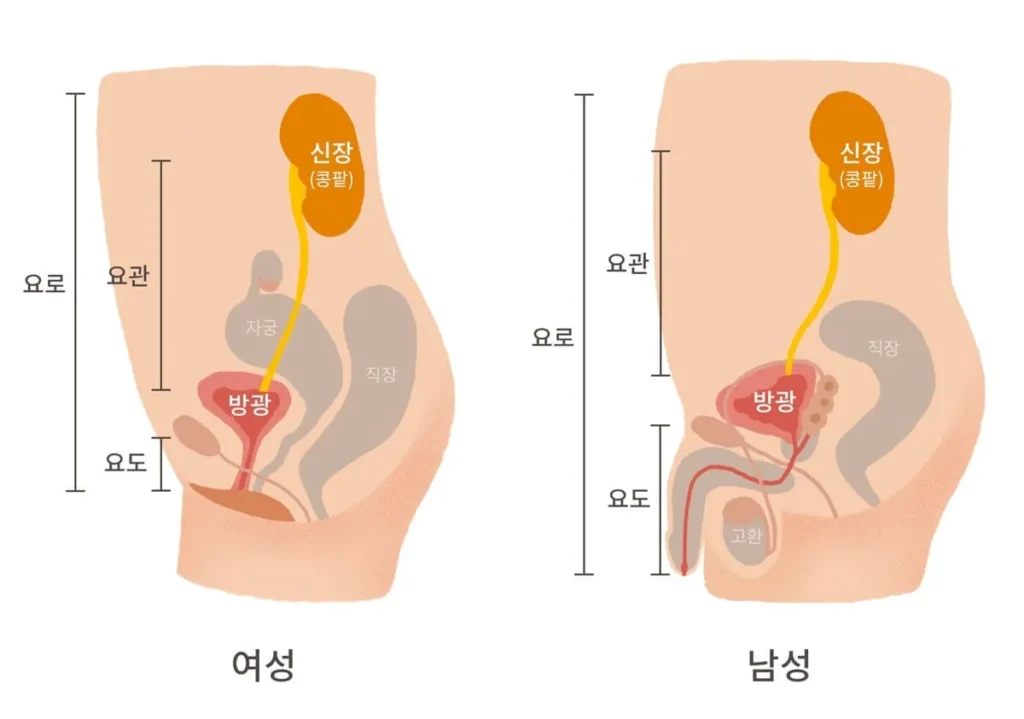urinary system1 edit2 11zon