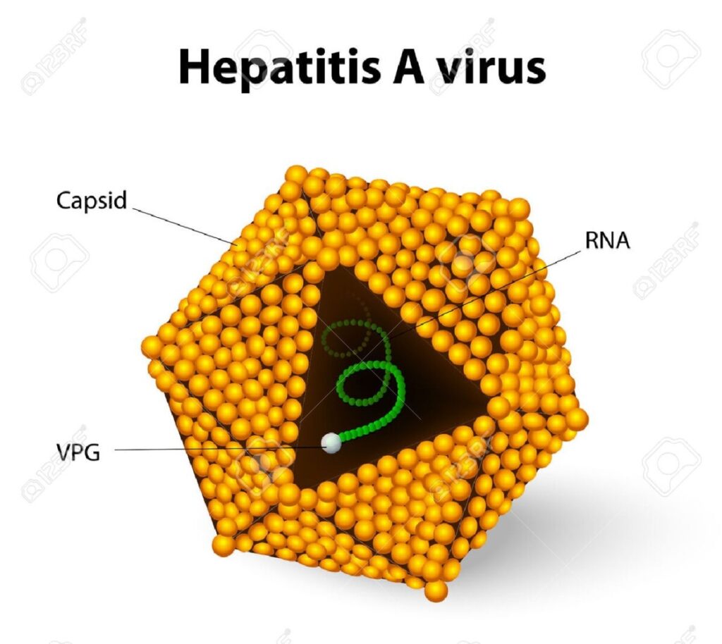 30742669 hepatitis a virus hav hepatitis is an inflammation of the liver that can be caused by a group of