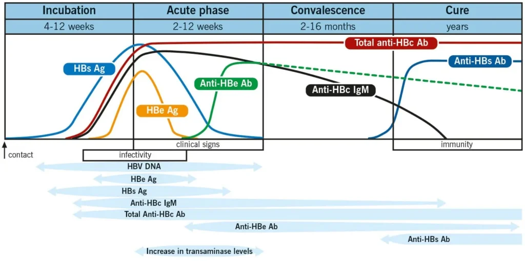 hep b s ag phases 1404x699px 11zon